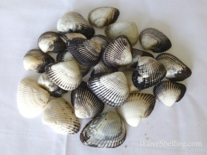 Ponderous ark shells sanibel shellinger hunt