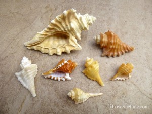 Cuban Caribbean Shell Identification | I Love Shelling