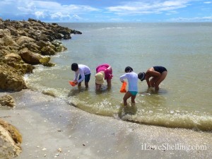 sanibel stoop captiva crouch shelling