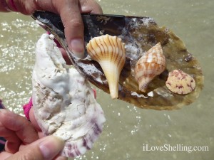 shells found captiva island florida