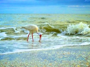 white bird orange beak sanibel florida