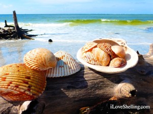 cockle shells cayo costa floridacockle shells cayo costa florida