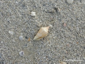 florida cone fort myers beach