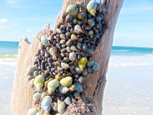 periwinkle snails on stump cayo costa florida