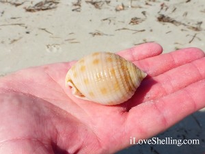 scotch bonnet shell southwest florida coast cayo costa