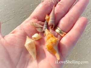 sea shells fort myers beach florida