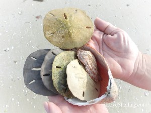 shades colors of sand dollars