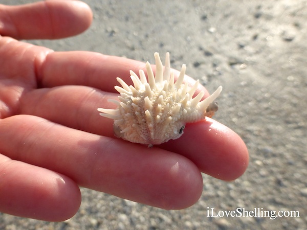 spiny jewel box sea shell spiny jewel box sea shell – I Love Shelling