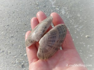 sunray venus clam shell ft myers beach florida