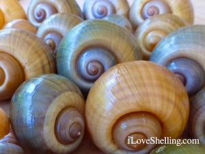 Apple snail colorful shells Pomacea insularum