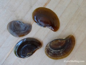 Apple snail shell Pomacea insularum operculums