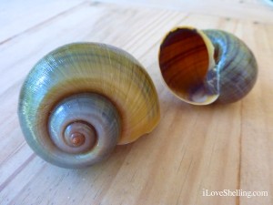 apple snail shell Pomacea insularum aperture