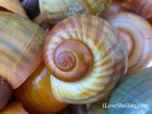 apple snail shell Pomacea insularum fort myers florida