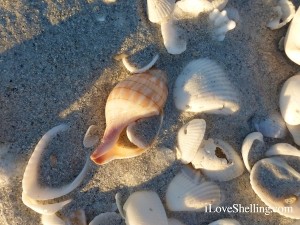 banded tulip in sand on sanibel beach