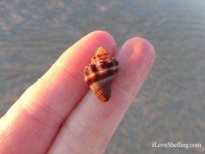 kings crown conch juvenile