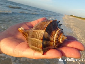 lightning whelk sanibel island sea shell