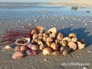 seashells at low tide sanibel island florida