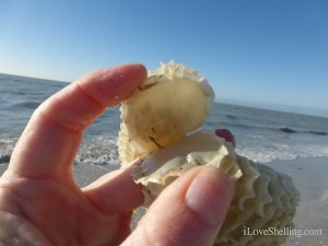 baby lightning whelks in egg chain