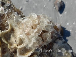 banded tulip egg case on penn shell