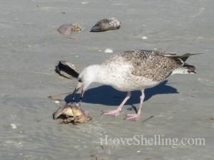 gull eating crab