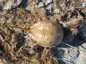 horseshoe crab in sea weed sanibel florida