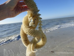 lightning whelk egg chain gscp sanibel