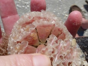 true tulip egg case with other mollusk eggs