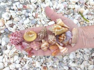 Joanns sea shells of sanibel island island