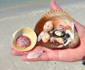 bivalve seashells found on a florida beach