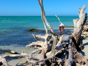 clear blue water cayo costa shelling