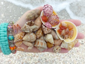 colorful sanibel seashells