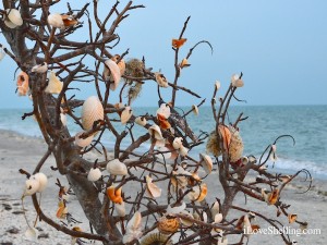 island inn sanibel shell tree