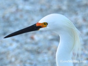 sanibel snowy egret bird profile