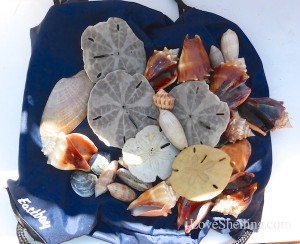 sea shells found on cayo costa island florida