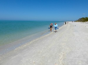 shelling cayo costa florida