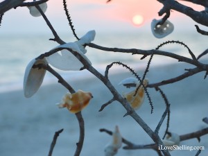 sunset sea shell tree