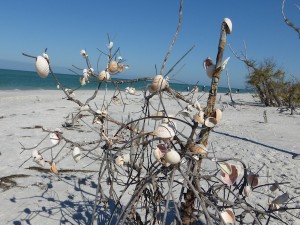 cayo costa shell tree