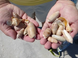 lettered olive shells on florida island