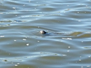 manatee nose on captiva