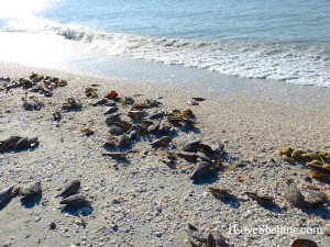 Massive Mound Of Seashells | I Love Shelling