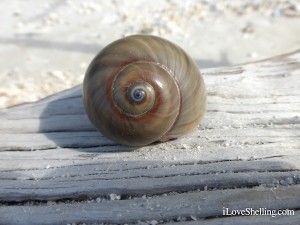 sharks eye shell found on iLoveShelling cruise