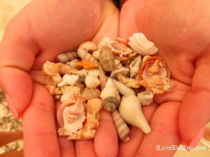 handful of miniature shells from Sanibel