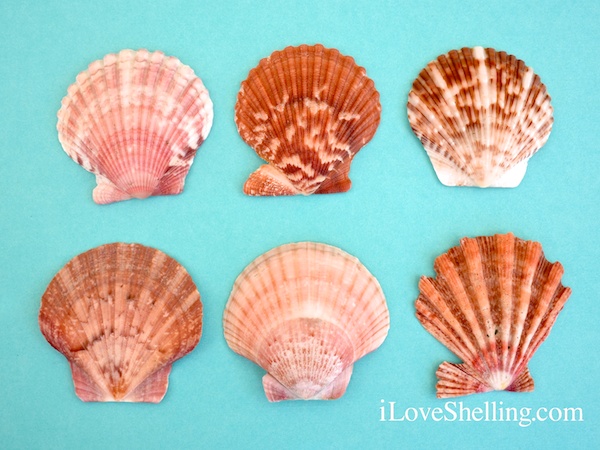 Luisa Design: SCALLOPED DESIGNS  Shells, Scallop shells, Shell