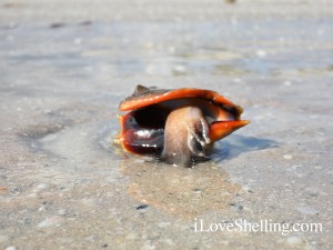 Sanibel Captiva's Captivating Creatures | I Love Shelling