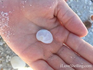 baby ear shell on iLoveShelling cruise