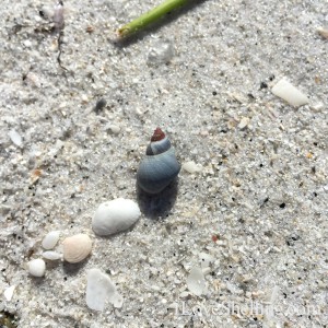 cloudy periwinkle in the sand