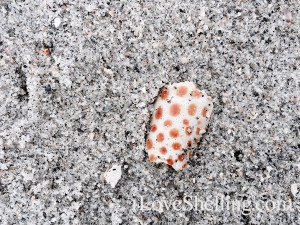 junonia shell fragment in sand