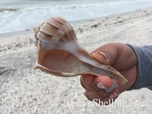 lightning whelk found on Sanibel Florida