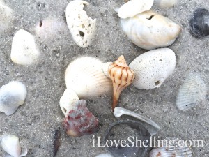 lightning whelk shell on shells