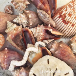 I Love Shelling - Clearwater Beach 